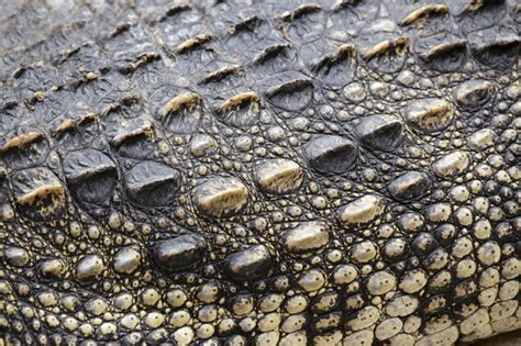 crocodile skin meaning
